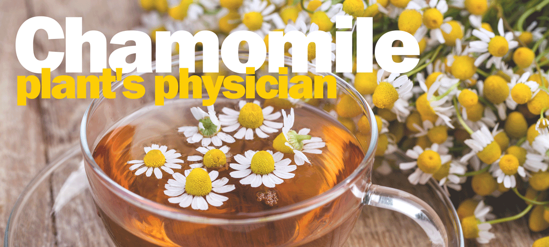 Chamomile Tea cup