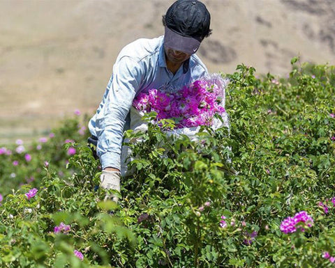 Where Our Herbs Come From: A Sourcing Story
